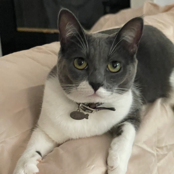 badmrkitty941